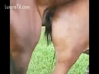 [ Zoo XXX ] Horny mustang fucking a mare outdoors